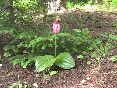 how to transplant pink lady slippers