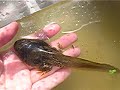 TOO BIG TADPOLE !