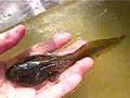 おたまじゃくし動画10