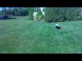 Dog-Playing-Soccer