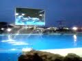dolphinnns