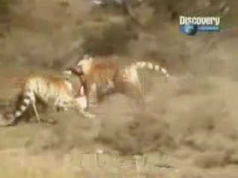 Lion versus Tiger: "Rewilding" Tigers in South Africa