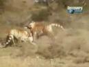 Lion vs Tiger: "Rewilding" Tigers in South Africa - free flv video @ vwatch.tv
