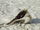 faggoty hermit crab