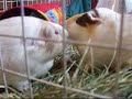 The animals