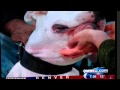 Kyle Dyer gets bit by dog live - YouTube