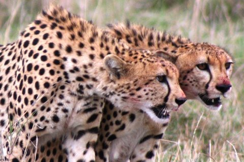 0 Cheetah Vs Hyena