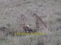 cheetah vs hyena  w/ kill  africa