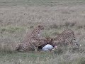cheetah vs hyena  w/ kill  africa