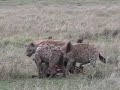 cheetah vs hyena  w/ kill  africa