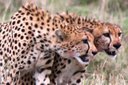 Cheetah vs Hyena (w/ kill) Africa