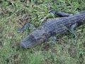 Gator