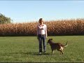 Gage doing off-leash Obedience