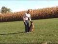 Pastor Belga Malinois video