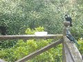 Tuis on the back deck   11 August 2008