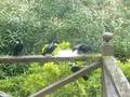 Tuis on the back deck 11 August 2008