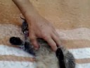 Main Coon 1. Main Coon 1.