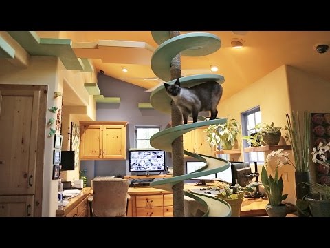 Un hombre construye una casa que es un paraíso para los gatos