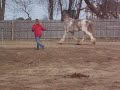 Clydesdale Bear Trotting
