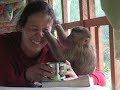 Rhesus Macaque (Monkey) Grooming A Woman\
