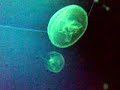 Invertebrados