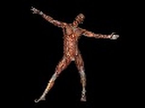 VASTUS MEDIALIS - MUSCLE QUIZ