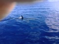 Great White Shark caught on tape by two Fishermen near Kaena Point, Hawaii, January 12, 2012