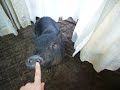 まるはま
