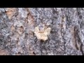 Click here to watch this video EcoFlight - Student Program - Pinebeetle Kill in the Rocky Mountain West