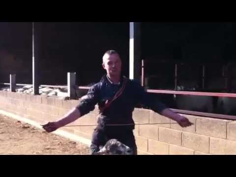 how to treat a prolapse ewe
