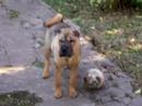 Leonidas jugando