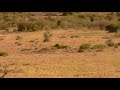 Lion Vs Leopard