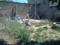 JACKASS GUILLE & POL
