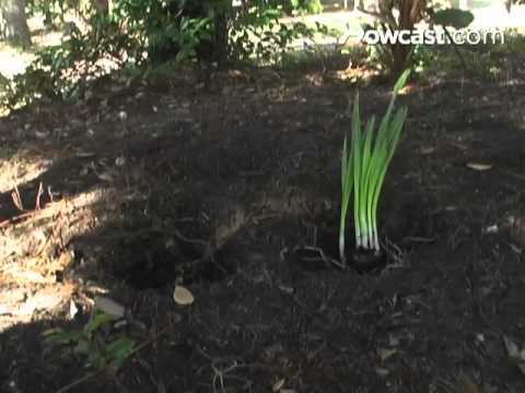 how to fertilize daffodils