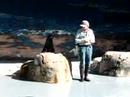 Little Fur Seal - Taronga Zoo