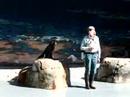Little Fur Seal - Taronga Zoo