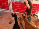 Petting Zoo feeding