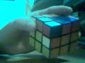 How to Solve a Rubik\ How to Solve a Rubik\