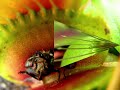 Dionaea muscipula una incredibile cacciatrice Dionaea muscipula una incredibile cacciatrice