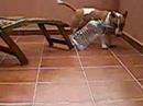 Bull Terrier Miniatura video
