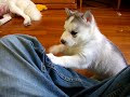 My little dog