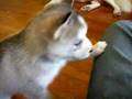 My little dog