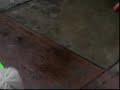 Superperro ataca!!
