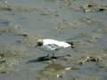 Gaviota reidora adulta con plumaje de verano.
