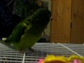 Binx noisy lil buggar