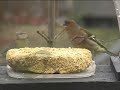 jardins amis des oiseaux  2 