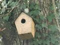 jardins amis des oiseaux  2 