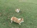 Biggs and Scooby get the mail Biggs and Scooby get the mail