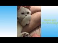 Cute Pets Animals Compilation