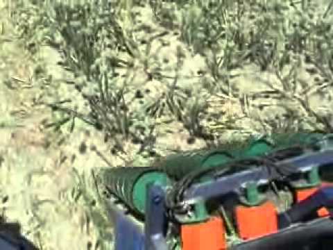 how to harvest onion seeds